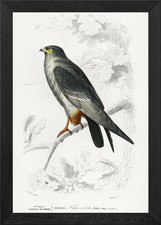 Rotfußfalke Falco Ruf