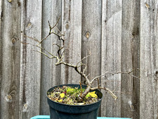 Pre Bonsai Schlehe, Prunus Spinosa, Schwarzdorn,  Jahrgang 2018