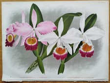 Linden Lindenia Originaldruck Folio Orchidee Cattleya eldorado - 1888