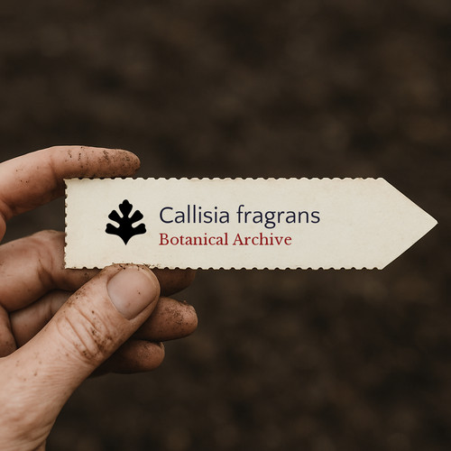 Callisia fragrans seeds - callisia,