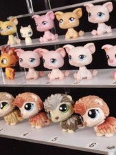 LPS-Schwein, Stachelschwein