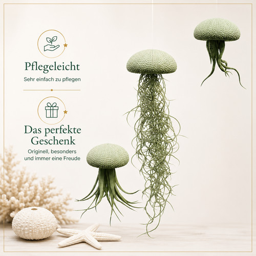 Quallen mit tillandsia - tillandsia, –