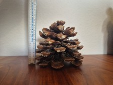 10 cm Großer Kiefernzapfen