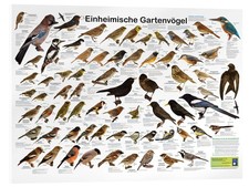 Acrylglasbild Einheimische