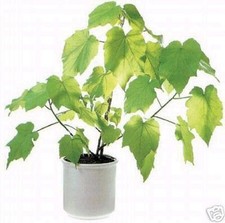 SAMEN ZIMMERLINDE: wunderschöner Zimmerbaum filtert die Luft