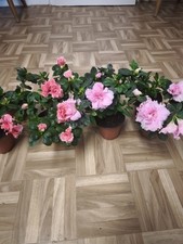 wunderschönen Azalee in verschiedenen Farben.