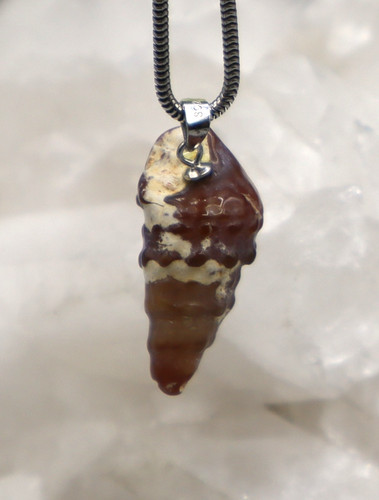 Turmschnecke versteinert - turmschnecke,