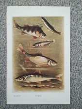 Beispiele für Fische - antiker Druck - 1911