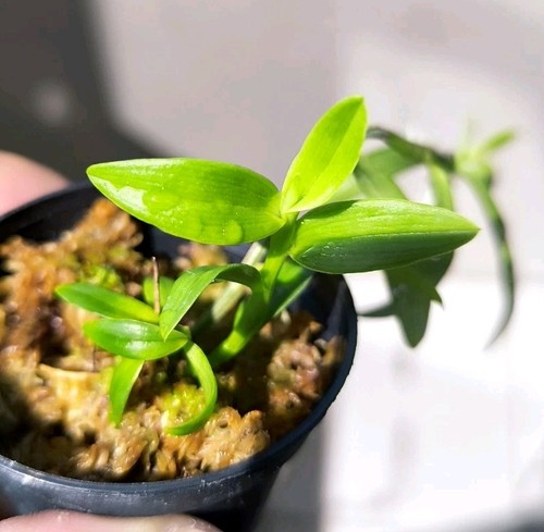 Dendrobium loddigesii - ,