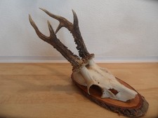 Reh Geweih Rehgeweih Rehbock