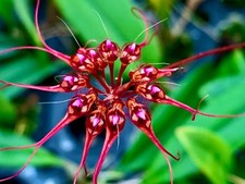 Bulbophyllum spider new - bulbophyllum,