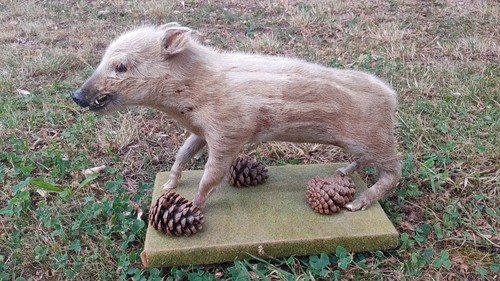 Tierpräparat wildschwein - tierpräparat,