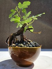 Old Fig Bonsai Tree ( Ficus