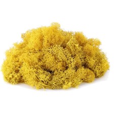 Lebendiges Islandmoos in Gelb