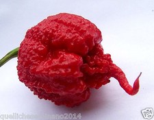 Samen carolina reaper - 30,