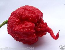 30 SAMEN CAROLINA REAPER schärfste Chili der Welt HP22B -GUINNES
