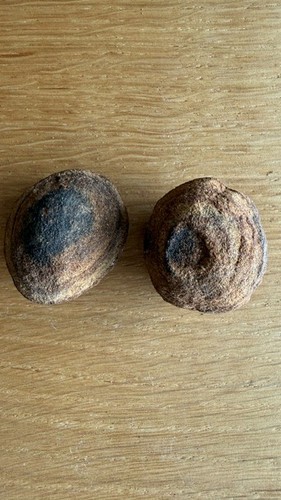 243 moqui marbles lebende - 243,