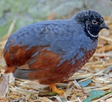 Bruteier von  Chinesiche Zwergwachteln 36 Stück