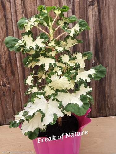 Pelargonie geranie rarität - pelargonie,