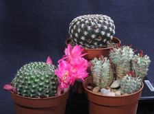 Rebutia spec. Sulcorebutia