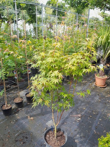 Acer sangokaku - acer,