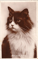 AK  Katze - Bright Eyes -