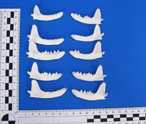 10er pack kieferknochen - 10er,