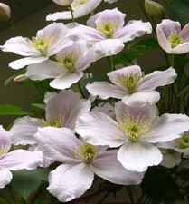 Clematis montana 'Rubens' /