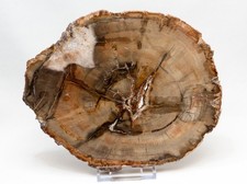 Versteinertes Holz Scheibe Nr