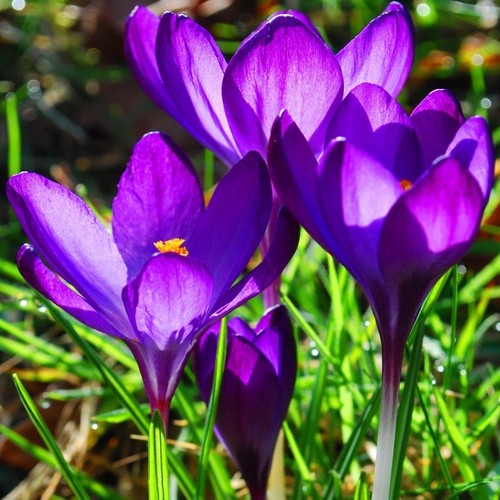 Bot krokusse elfenkrokus - bot.,