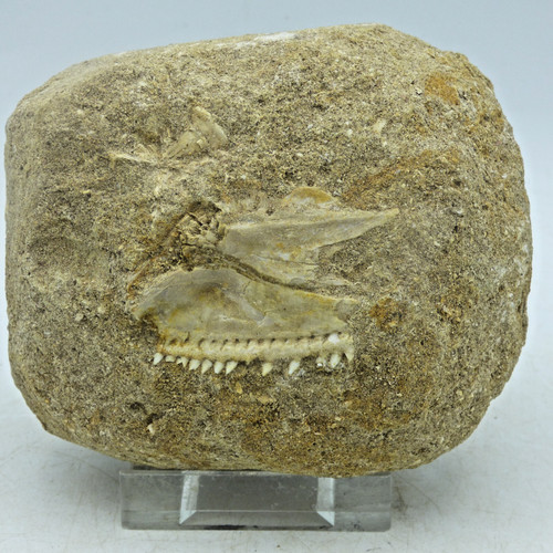Ausgestorbenes kreidefossil - ausgestorbenes,