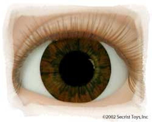 Dark brown 18mm half round - 18mm,