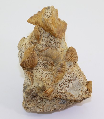 Schnecke pyrgotrochus - schnecke,,