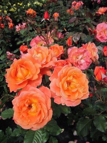 Strauchrose westerland - westerland®,