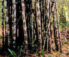 SAMEN Balkon Terrasse