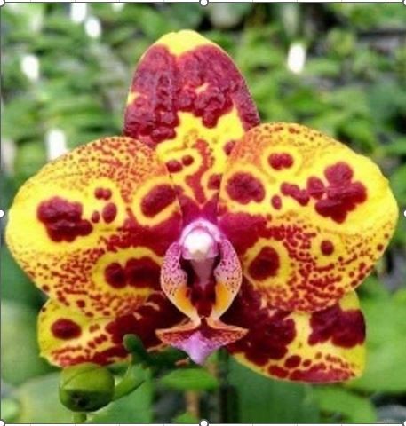 Phalaenopsis 9975 - phalaenopsis, pf-9975