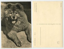 119125 - Chow-Chow - Hund - Echtfoto - alte Ansichtskarte