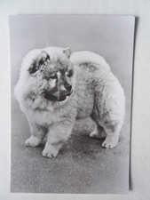 AK Chow-Chow Welpe Jungtier