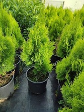 Thuja hecke 100 - thuja, 60–100