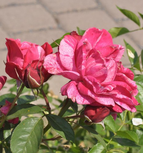 Malerrose henri matisse - malerrose, matisse®