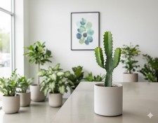 Euphorbia ingens,kräftige