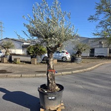 Olivenbaum "Olea Europaea"