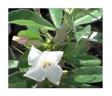 2x Pachypodium lealii