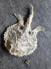 🦴 Skelett – gereinigt & gebleicht | Naturprodukt | Deko & Sammlung