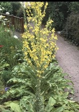 Königskerze￼ 2x Mächtige