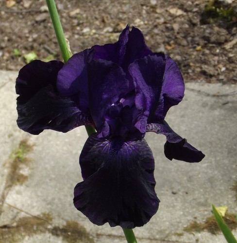 Iris - (◕‿◕)\@,