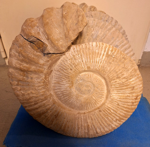 Ammonit 20kg - xl,