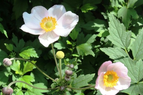 Anemone 200 samen - anemone,