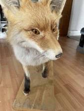 Ausgestopfter Fuchs Präparat