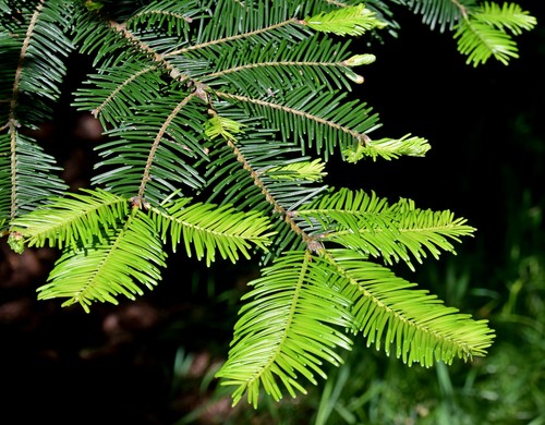 Große küstentanne abies - große,